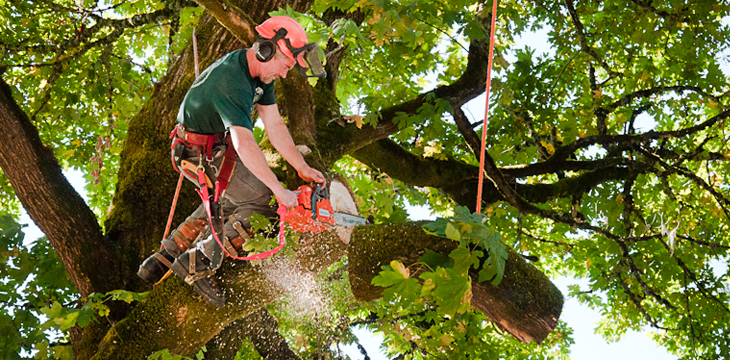 Enhance Your Landscape with Professional Tree Care Services